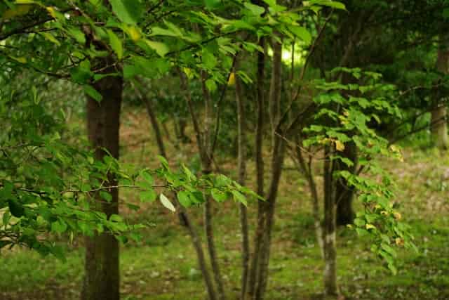 知春社分“取”韵